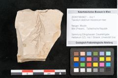 Foto (Objekt + Etikett) von Taxodium distichum miocenicum Heer (NHMW-GEO-2024-0188-6427)